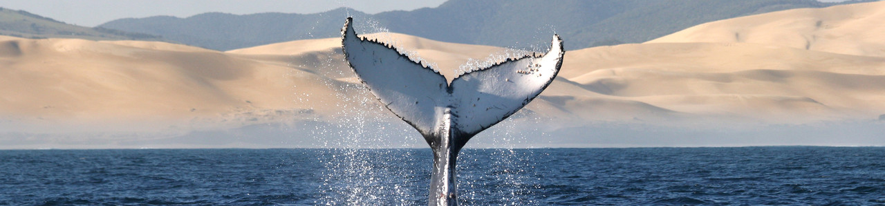 whale tail